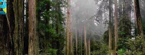 vivir en el bosque